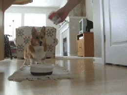 狗狗过大年，可以给它们吃这十种食物！！