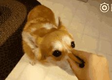 狗狗过大年，可以给它们吃这十种食物！！