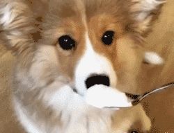 狗狗过大年，可以给它们吃这十种食物！！