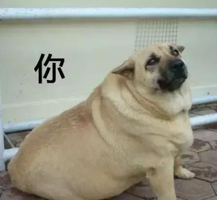 狗狗过大年，可以给它们吃这十种食物！！