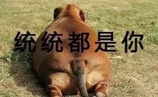 狗狗过大年，可以给它们吃这十种食物！！