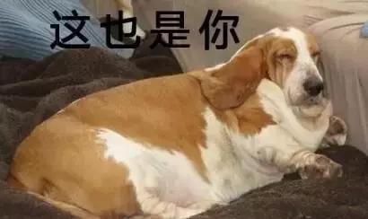 狗狗过大年，可以给它们吃这十种食物！！