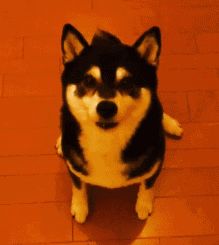 过年时，狗狗除了吃，还能干什么？