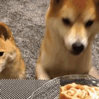 过年时，狗狗除了吃，还能干什么？