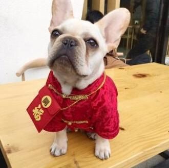 过年时，狗狗除了吃，还能干什么？