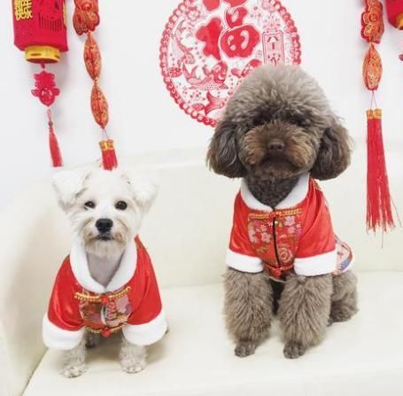 过年时，狗狗除了吃，还能干什么？