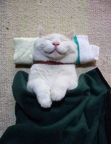 巧克力猫咪配件有哪些?这些可爱元素如何搭配出时尚造型?