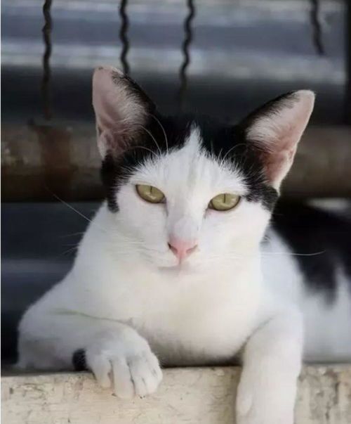 巧克力猫咪配件有哪些?这些可爱元素如何搭配出时尚造型?