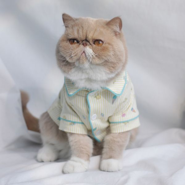【喵小橘】春秋季薄款小猫咪衣服蓝猫四脚睡衣护肚子防着凉包肚