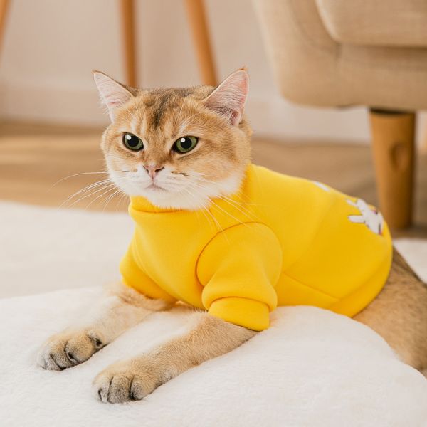 可爱卡通卡通猫猫咪衣服卫衣春秋小猫猫猫无毛宠物服装