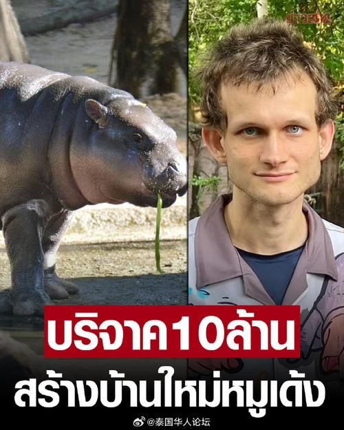探索欧美Zooskoolknotty猪，独特魅力与文化影响