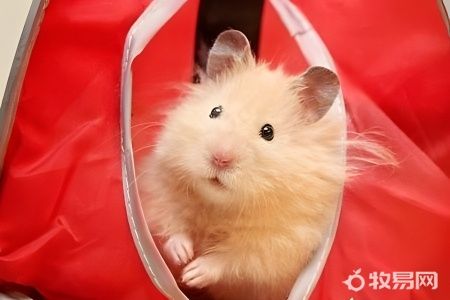 黑线仓鼠能养吗