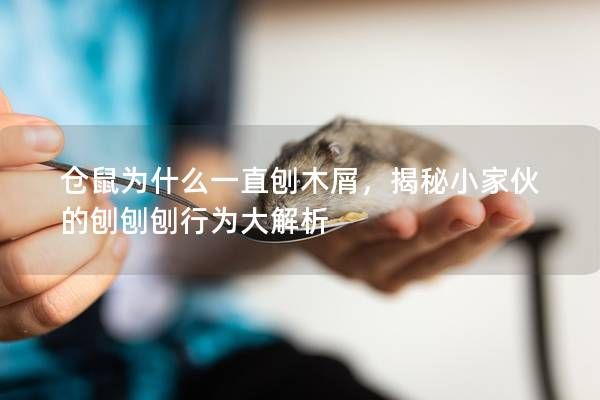 仓鼠为什么一直刨木屑，揭秘小家伙的刨刨刨行为大解析