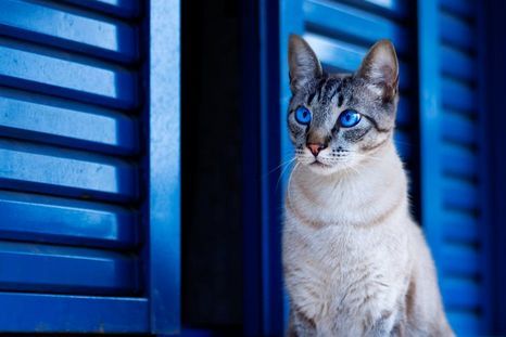 猫咪