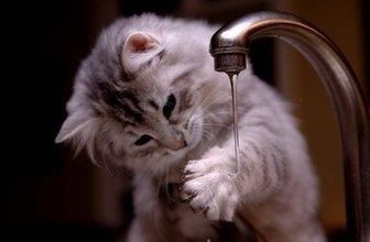 教育猫咪，如何正确引导它养成良好的行为习惯？