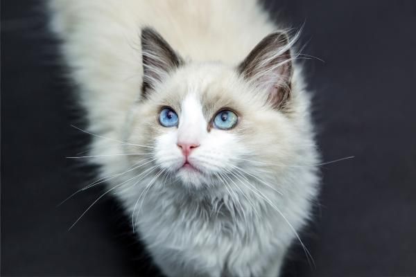 Ciclo de vida del gato - Adulto
