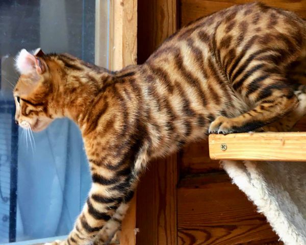 一个月大的猫咪：护理要点与成长观察