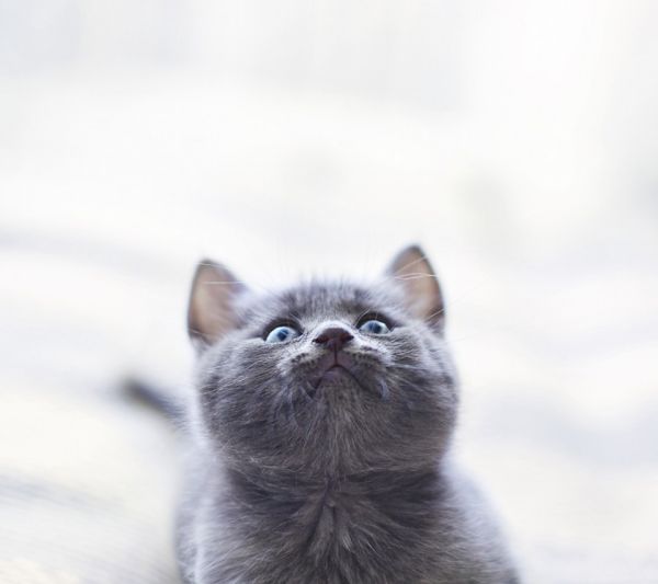 一个月大的猫咪：护理要点与成长观察