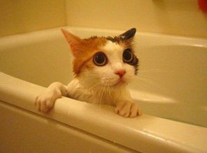 宠物猫洗澡指南：小猫洗浴要点及用品推荐