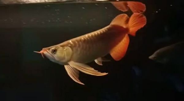 35公分祥龙赫舞红龙鱼，35公分祥龙赫舞红龙鱼新型水族箱装饰，35公分祥龙赫舞红龙鱼，水族箱新宠装饰，35公分祥龙赫舞红龙鱼，水族箱新宠装饰 红龙鱼