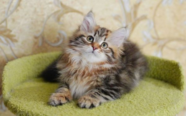 西伯利亚猫饮食建议：如何选择合适的猫粮？