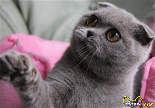 猫咪老年后最好吃专用粮