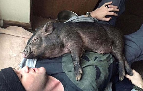 宠物猪在国外受热捧，现在终于明白什么叫生不如猪了