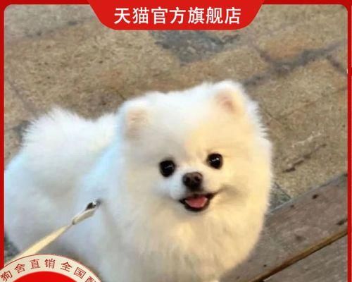 探索迷你宠物的奇妙世界（以袖珍宠物为主题的研究与探索）