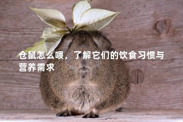 仓鼠怎么喂，了解它们的饮食习惯与营养需求