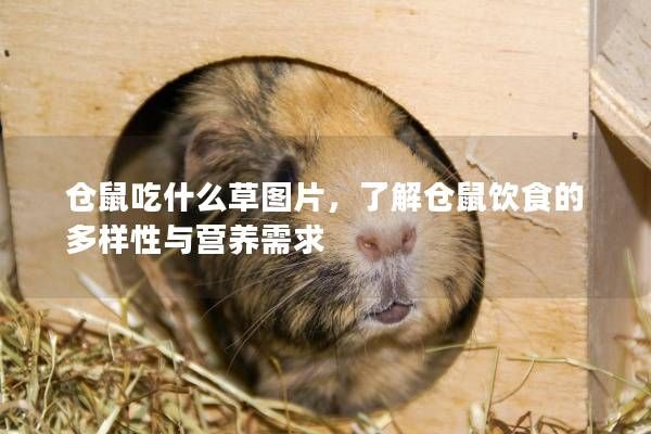 仓鼠吃什么草图片，了解仓鼠饮食的多样性与营养需求