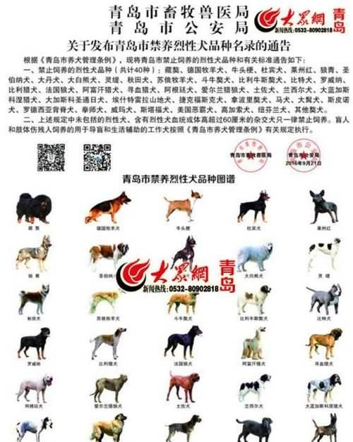 以个性养成方式打造优秀狗狗（掌握关键方法，培养狗狗良好个性）