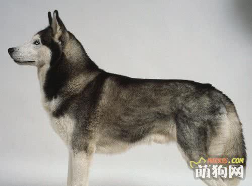 培养狗狗性格 需扬长避短