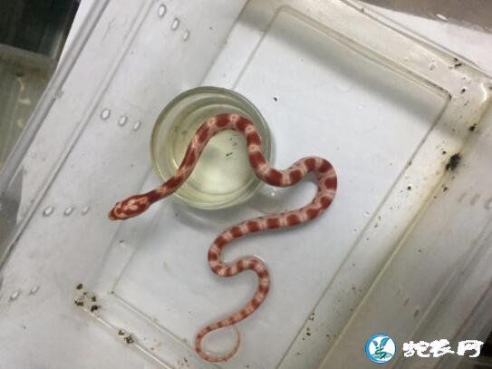 买宠物蛇网站