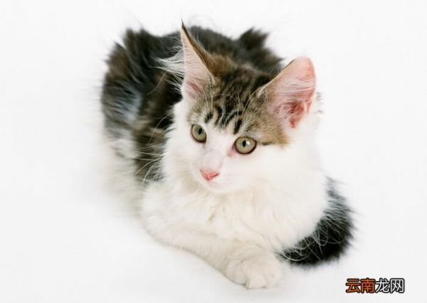 猫为什么喜欢抓板