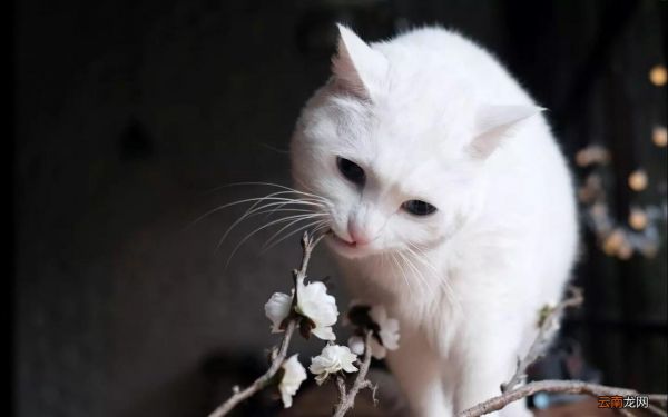 猫为什么喜欢抓板