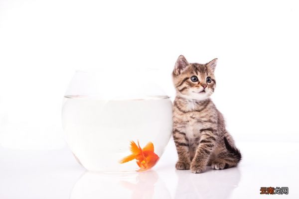 猫为什么喜欢抓板
