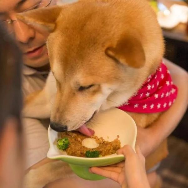 猫猫狗狗看见罐头就没命，那到底该怎么健康地吃罐头呢？