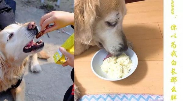 猫猫狗狗看见罐头就没命，那到底该怎么健康地吃罐头呢？