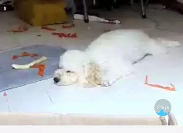 猫猫狗狗看见罐头就没命，那到底该怎么健康地吃罐头呢？