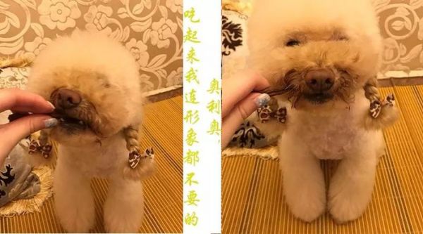 猫猫狗狗看见罐头就没命，那到底该怎么健康地吃罐头呢？