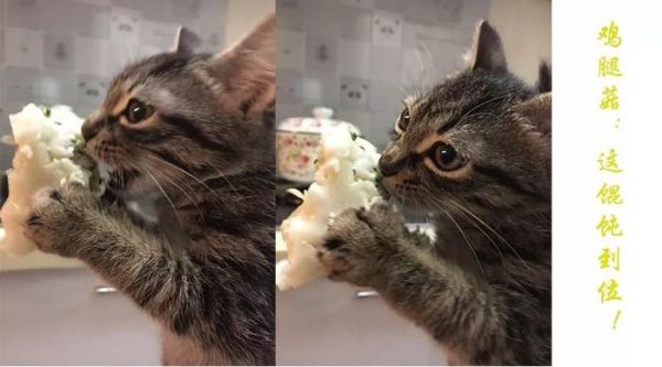 猫猫狗狗看见罐头就没命，那到底该怎么健康地吃罐头呢？