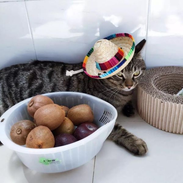 猫猫狗狗看见罐头就没命，那到底该怎么健康地吃罐头呢？