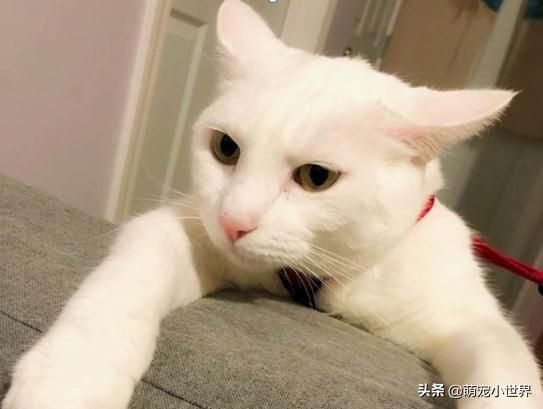 ​你给爱宠的罐头里是否含有这个危险成分？值得留意