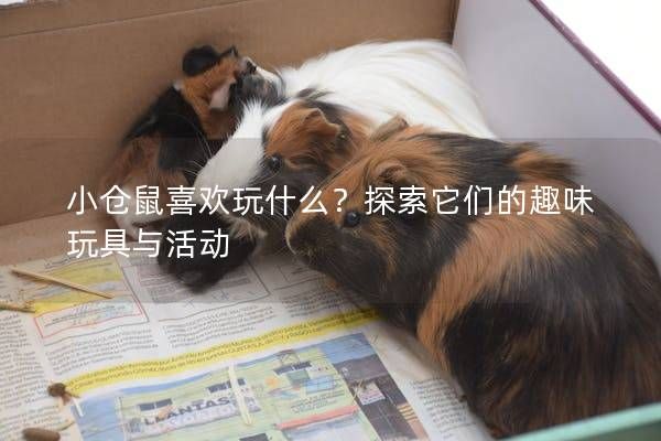 小仓鼠喜欢玩什么？探索它们的趣味玩具与活动