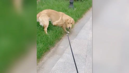 飞鸟萌宠乐园直播观看指南