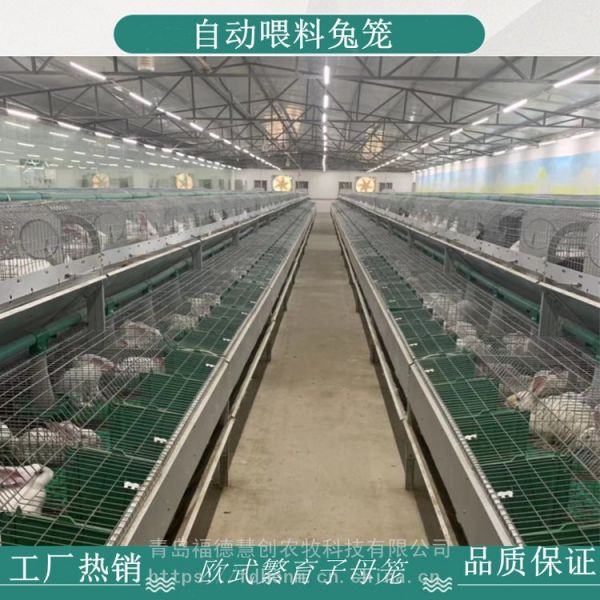 新欧式兔笼兔舍兔子笼具批发种兔养殖设备欧式兔笼自动喂料