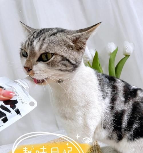 小猫需要补什么东西？如何确保营养均衡？