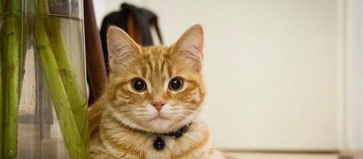 小猫需要补什么东西？如何确保营养均衡？