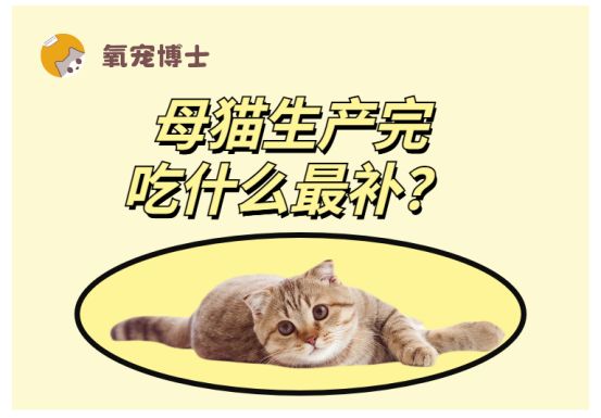 母猫生产完吃什么最补？