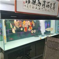 网友昵称：邯郸龙鱼批发市场